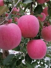 成都生態(tài)水果基地 新鮮直發(fā)，暢享健康生活