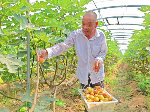 河北望都 種下無(wú)花果，結(jié)出“致富果”
